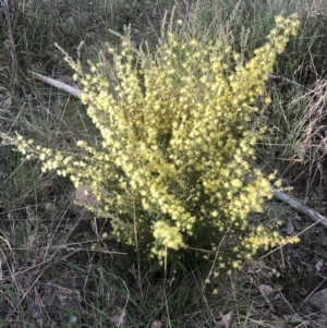 Phebalium squamulosum subsp. ozothamnoides at Tinderry, NSW - 4 Oct 2021 05:42 PM