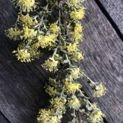 Phebalium squamulosum subsp. ozothamnoides at Tinderry, NSW - 4 Oct 2021 05:42 PM