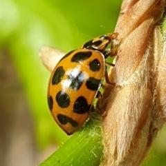 Harmonia conformis (Common Spotted Ladybird) at Turner, ACT - 5 Oct 2021 by LD12