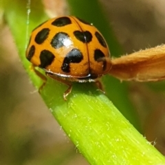 Harmonia conformis at Turner, ACT - 5 Oct 2021