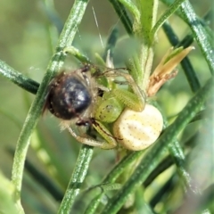 Lehtinelagia sp. (genus) (Flower Spider or Crab Spider) at Mount Painter - 4 Oct 2021 by CathB