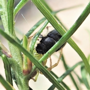 Liparetrus sp. (genus) at Cook, ACT - 4 Oct 2021