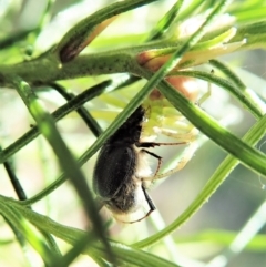 Liparetrus sp. (genus) at Cook, ACT - 4 Oct 2021