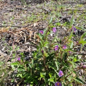 Solanum cinereum at Symonston, ACT - 5 Oct 2021 02:35 PM