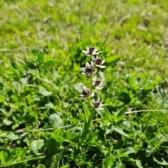 Wurmbea dioica subsp. dioica (Early Nancy) at Mount Mugga Mugga - 5 Oct 2021 by Mike