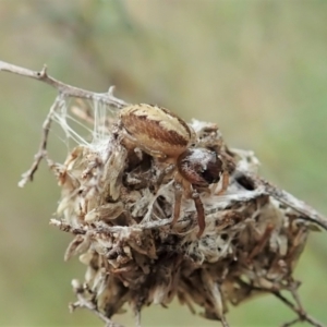 Opisthoncus sp. (genus) at Cook, ACT - 1 Oct 2021