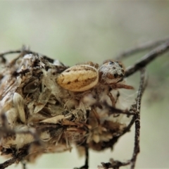 Opisthoncus sp. (genus) at Cook, ACT - 1 Oct 2021 01:07 PM