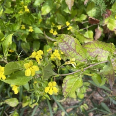 Goodenia ovata (Hop Goodenia) at Bundanoon, NSW - 3 Oct 2021 by GlossyGal