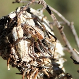 Oxyopes sp. (genus) at Cook, ACT - 4 Oct 2021 02:24 PM