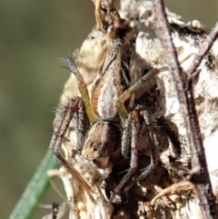 Oxyopes sp. (genus) at Cook, ACT - 4 Oct 2021 02:24 PM