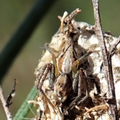 Oxyopes sp. (genus) at Cook, ACT - 4 Oct 2021