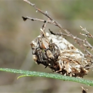 Oxyopes sp. (genus) at Cook, ACT - 4 Oct 2021