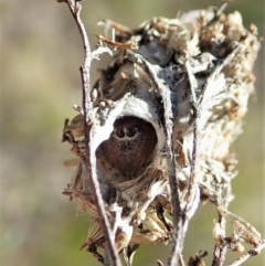 Oxyopes sp. (genus) at Cook, ACT - 4 Oct 2021 02:24 PM