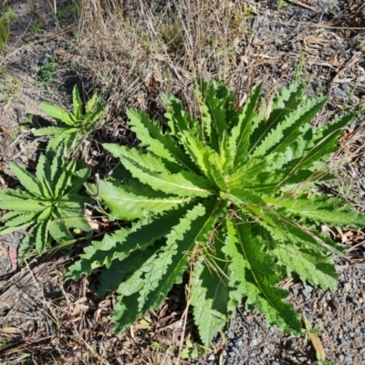 Verbascum virgatum (Green Mullein) at Symonston, ACT - 5 Oct 2021 by Mike