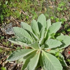 Verbascum thapsus subsp. thapsus at Jerrabomberra, ACT - 5 Oct 2021 03:00 PM