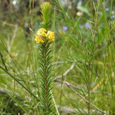 Dillwynia floribunda (Flowery Parrot-pea, Showy Parrot-pea) at Bundanoon, NSW - 3 Oct 2021 by GlossyGal