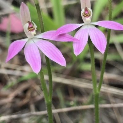 Caladenia carnea (Pink Fingers) at Aranda Bushland - 5 Oct 2021 by MattFox