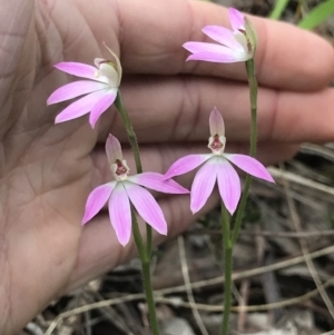 Caladenia carnea at Aranda, ACT - suppressed