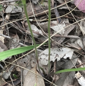 Caladenia carnea at Aranda, ACT - suppressed