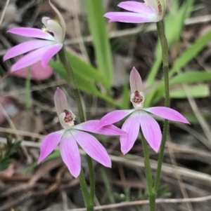 Caladenia carnea at Aranda, ACT - suppressed