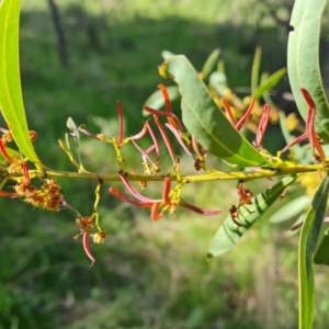 Acacia rubida at Symonston, ACT - 5 Oct 2021