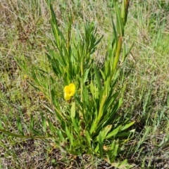 Oenothera stricta subsp. stricta (Common Evening Primrose) at Jerrabomberra, ACT - 5 Oct 2021 by Mike
