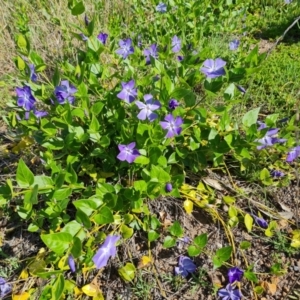 Vinca major at Jerrabomberra, ACT - 5 Oct 2021 03:18 PM