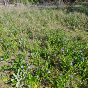 Vinca major at Jerrabomberra, ACT - 5 Oct 2021 03:18 PM