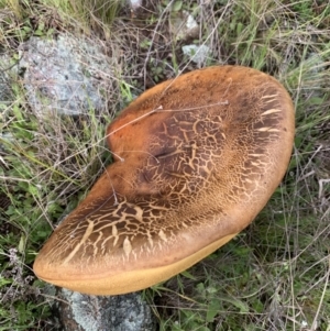 Phlebopus marginatus at Molonglo Valley, ACT - 5 Oct 2021