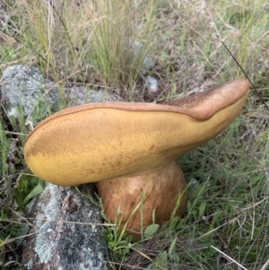 Phlebopus marginatus at Molonglo Valley, ACT - 5 Oct 2021