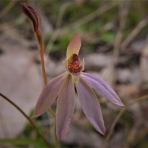 Caladenia carnea at Paddys River, ACT - 4 Oct 2021