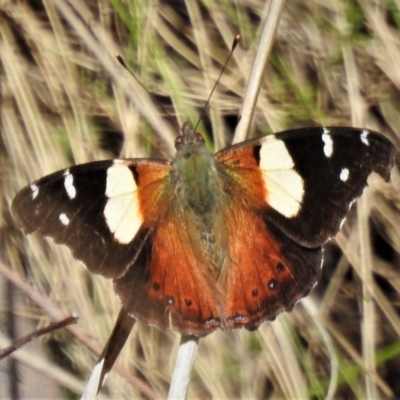 Vanessa itea (Yellow Admiral) at Paddys River, ACT - 4 Oct 2021 by JohnBundock