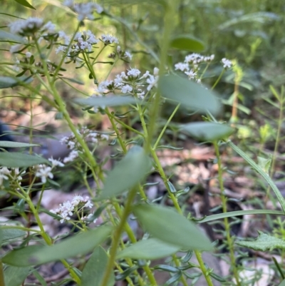 Unverified Plant at Bundanoon, NSW - 3 Oct 2021 by GlossyGal