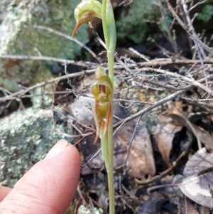 Oligochaetochilus aciculiformis at Kowen, ACT - 1 Oct 2021