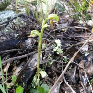 Oligochaetochilus aciculiformis at Kowen, ACT - 1 Oct 2021