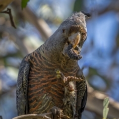 Callocephalon fimbriatum (Gang-gang Cockatoo) at Watson, ACT - 4 Oct 2021 by trevsci