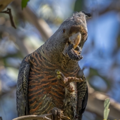 Callocephalon fimbriatum (Gang-gang Cockatoo) at Watson, ACT - 3 Oct 2021 by trevsci