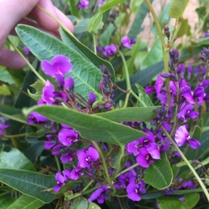 Hardenbergia violacea at Hughes, ACT - 5 Oct 2021