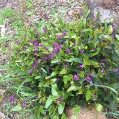 Hardenbergia violacea at Hughes, ACT - 5 Oct 2021