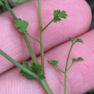 Fumaria muralis subsp. muralis at Hughes, ACT - 5 Oct 2021