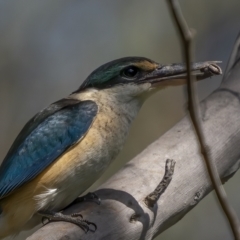 Todiramphus sanctus (Sacred Kingfisher) at Watson, ACT - 4 Oct 2021 by trevsci