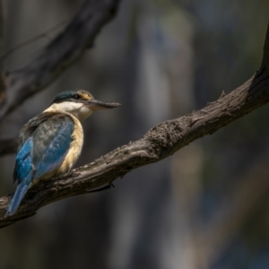 Todiramphus sanctus at Watson, ACT - 4 Oct 2021