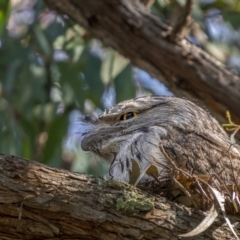 Podargus strigoides (Tawny Frogmouth) at Watson, ACT - 4 Oct 2021 by trevsci