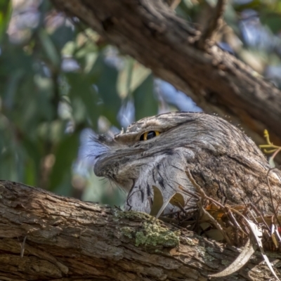 Podargus strigoides (Tawny Frogmouth) at Watson, ACT - 4 Oct 2021 by trevsci