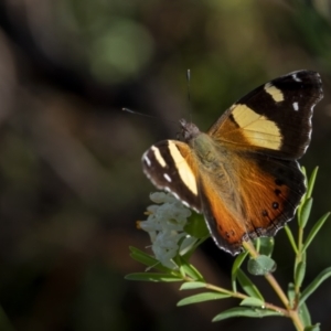 Vanessa itea at Molonglo Valley, ACT - 4 Oct 2021