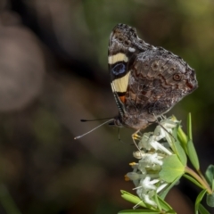 Vanessa itea at Molonglo Valley, ACT - 4 Oct 2021 08:20 AM