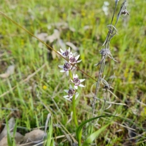 Wurmbea dioica subsp. dioica at Jerrabomberra, ACT - 5 Oct 2021