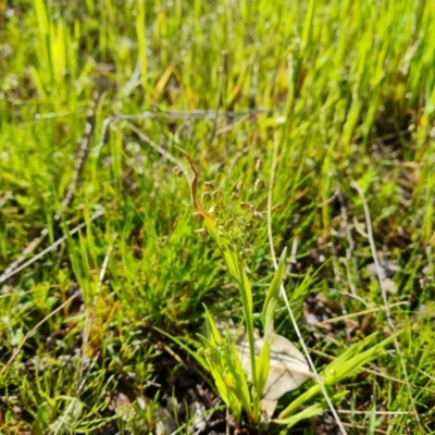 Briza minor (Shivery Grass) at Jerrabomberra, ACT - 5 Oct 2021 by Mike