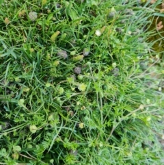 Cotula australis (Common Cotula, Carrot Weed) at Symonston, ACT - 5 Oct 2021 by Mike