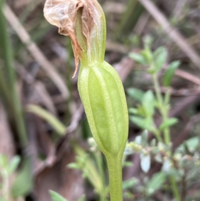 Pterostylis nutans (Nodding Greenhood) at Point 5204 - 5 Oct 2021 by AJB